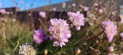 Armeria welwitschii