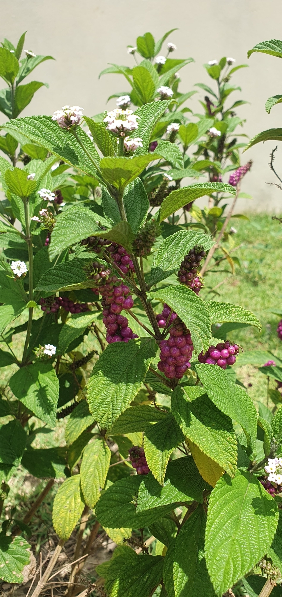 Lantana trifolia