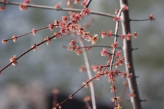 Acer rubrum