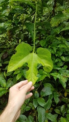Gurania lobata
