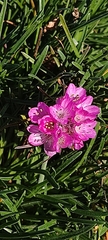 Armeria