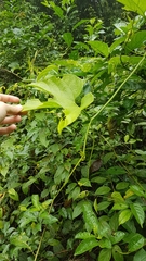 Gurania lobata