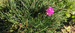 Armeria