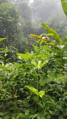 Gurania lobata