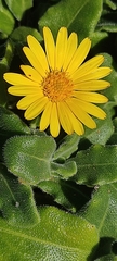 Calendula suffruticosa