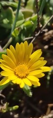 Calendula suffruticosa