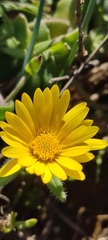 Calendula suffruticosa