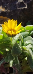 Calendula suffruticosa
