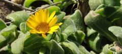 Calendula suffruticosa