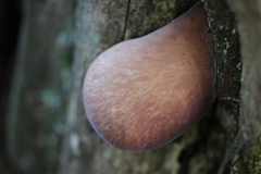 Echinochaete brachypora