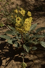 Chylismia claviformis lancifolia