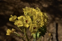 Chylismia claviformis lancifolia