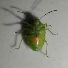 Pentatominae