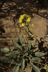 Chylismia claviformis lancifolia