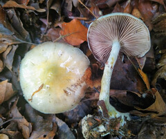 Stropharia