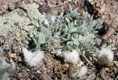 Astragalus purshii