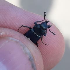 Platycerus