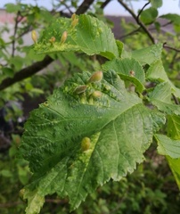 Tetraneura