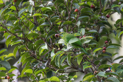 Chloropsis cyanopogon