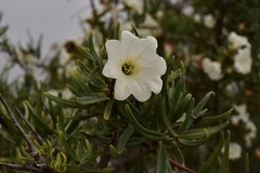 Cordia decandra