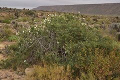 Cordia decandra