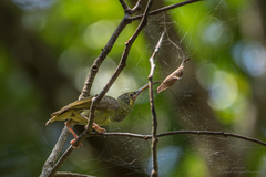 Arachnothera chrysogenys chrysogenys