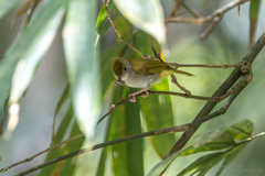Erpornis zantholeuca interposita