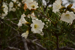 Cordia decandra