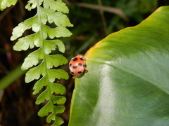 Diekeana admirabilis