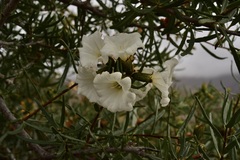 Cordia decandra