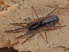 Segestria senoculata