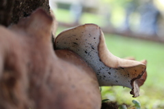Echinochaete brachypora