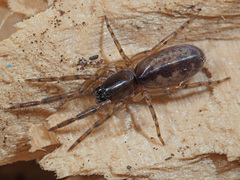 Segestria senoculata