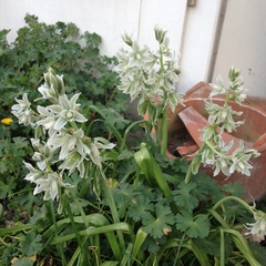 Ornithogalum nutans