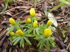 Eranthis hyemalis