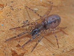 Segestria senoculata
