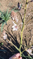 Asphodelus ramosus