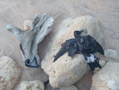 Hydrobates pelagicus