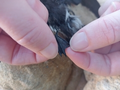 Hydrobates pelagicus