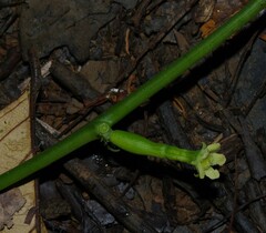 Helmontia leptantha