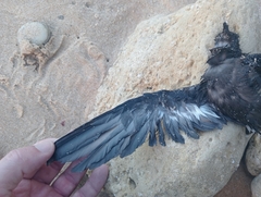Hydrobates pelagicus