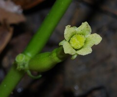 Helmontia leptantha