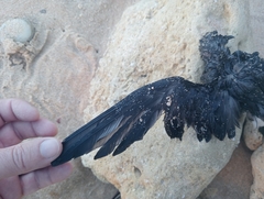 Hydrobates pelagicus