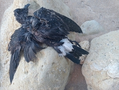Hydrobates pelagicus