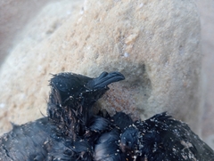 Hydrobates pelagicus