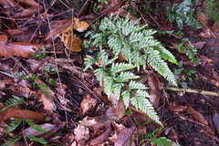 Pteris dispar