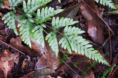 Pteris dispar