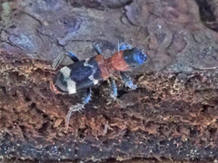 Thanasimus formicarius