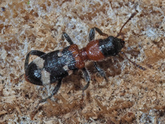 Thanasimus formicarius