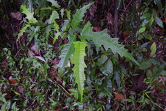Ficus irisana